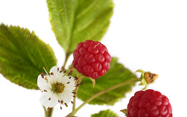 Гидролат Малины  